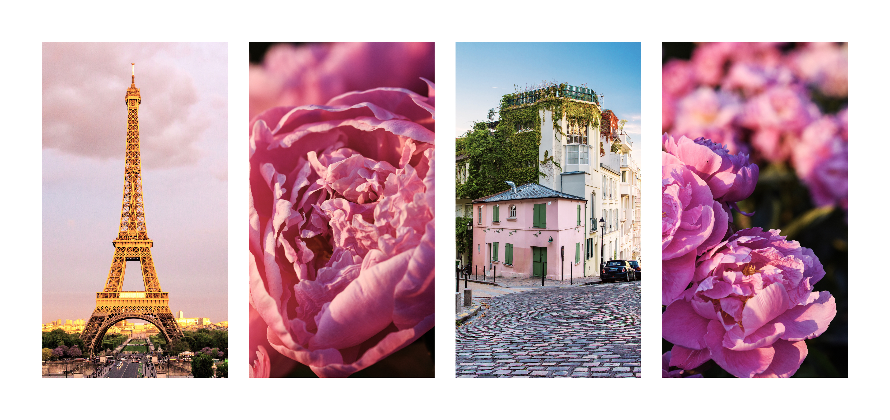 Murmure de Rose