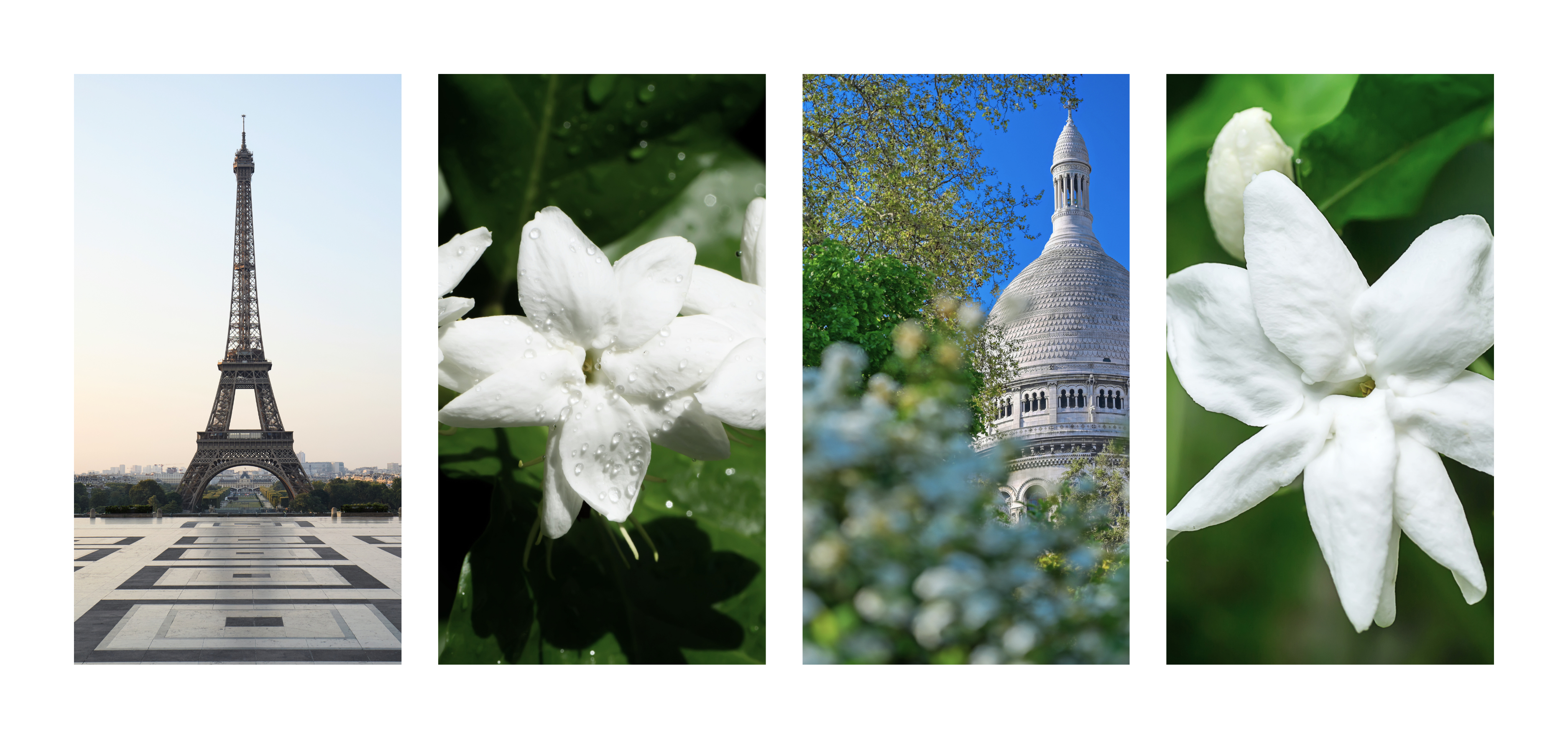 Bouquet de Jasmin